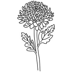 chrysanthemum, white chrysanthemum, chrysanthemum illustration, line drawing, flower, flower illustration, plant, flower, chrysanthemum flower