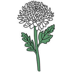 chrysanthemum, white chrysanthemum, chrysanthemum illustration, line drawing, flower, flower illustration, plant, flower, chrysanthemum flower