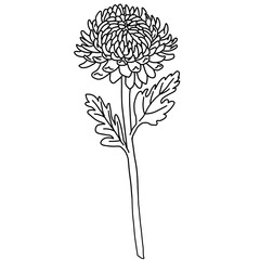 chrysanthemum, white chrysanthemum, chrysanthemum illustration, line drawing, flower, flower illustration, plant, flower, chrysanthemum flower