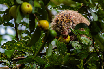 Ouriço comendo goiaba