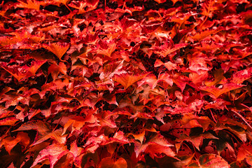 closeup of red five-leaved ivy background - obrazy, fototapety, plakaty
