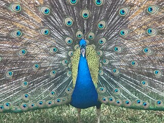 Obraz premium Peacock in full