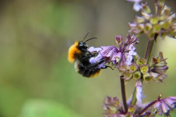 a bee collects pollen on a flower that's purple and yellow