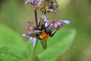 a bee gathers on a flower with lots of purple flowers