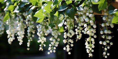Obraz premium Beautiful flowers in the garden, hanging plants close-up. Generative AI