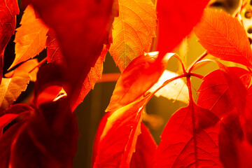 Beautiful red plant Dog Wine, Red Virginia Creeper Wine, Parthenocissus quinquefolia