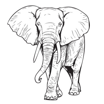 Elephant walking sketch hand drawn in doodle style Vector illustration