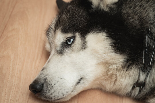 A husky dog ​​with blue eyes lies on the floor of the house, close-up photo.