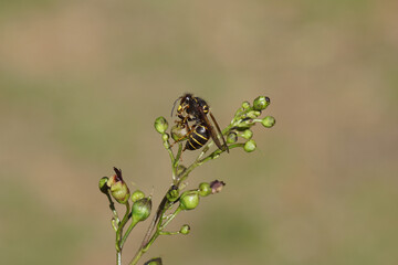 Median wasp (Dolichovespula media) of the family Social Wasps Vespidae. Female, worker. On Common figwort (Scrophularia nodosa), figwort family (Scrophulariaceae). Summer, Dutch garden, July