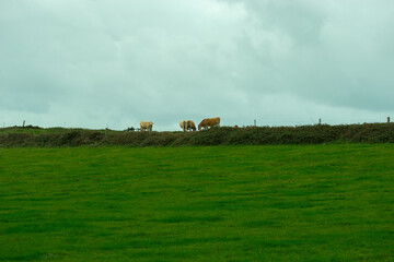 Obraz premium Ballade dans les phares de La Hague, Cotentin, peu de temps avant la tempête Ciaran, en Normandie, France 