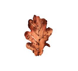 Oak leaf brown isolated. Watercolor illustration.