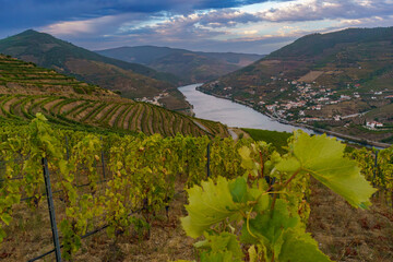 Drone footage of vineyards on the banks of the Duoro in Portugal's Duoro Valley