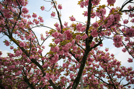 Kanzan cherry tree with double pink flowers