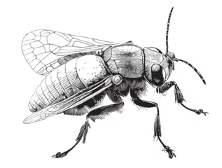 Foto op Plexiglas insect ,hand drawn sketch in doodle style illustration © BigJoy