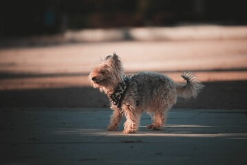 Closeup of a Yorkie poo dog in a park