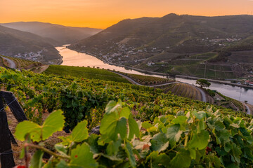 Drone footage of vineyards on the banks of the Duoro in Portugal's Duoro Valley