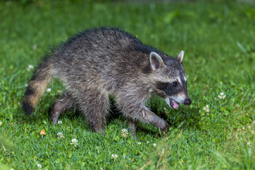 Naklejka premium Waschbär (Procyon lotor)