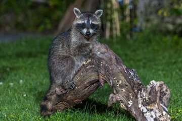 Waschbär (Procyon lotor)