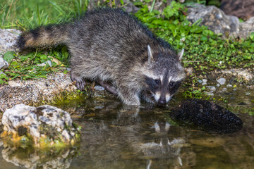 Waschbär (Procyon lotor)