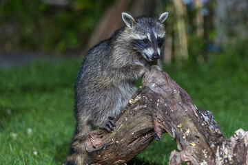 Waschbär (Procyon lotor)
