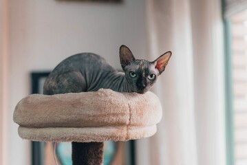 Closeup of a Sphynx cat sitting on a cat tower in a room