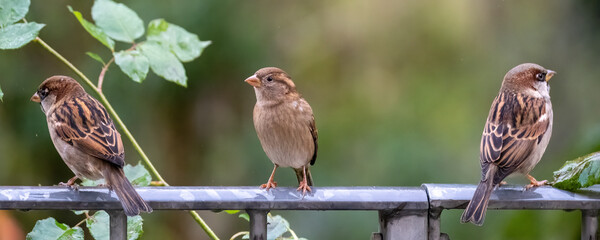 Sparrow on a metal balcony 