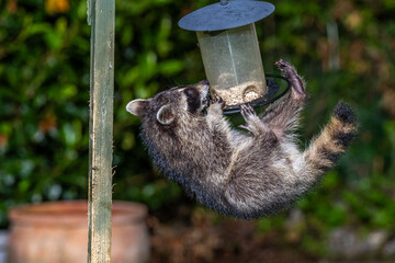 Waschbär (Procyon lotor)