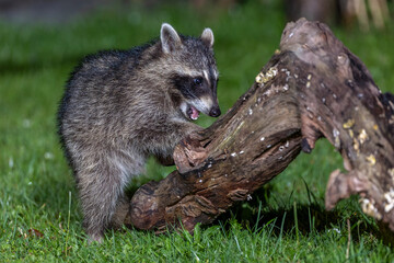 Waschbär (Procyon lotor)