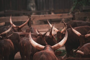 Closeup of brown bulls with horns on a farm