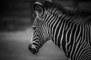 Closeup of a zebra in grayscale