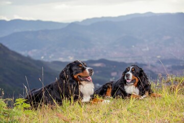 Bernese Mountain Dogs sitting on grass with the background of mountains, Medellin, Colombia