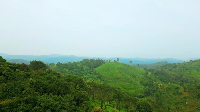 Alattil Village near Thalappuzha, Showing Tea Plantation