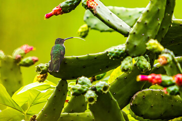 Beija flor no cactus
