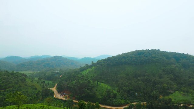 Alattil Village near Thalappuzha, Showing Tea Plantation