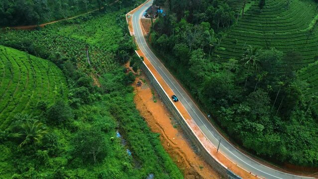 Alattil Village near Thalappuzha, Showing Tea Plantation