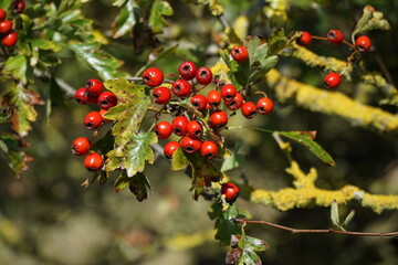Obraz premium red berries on a branch