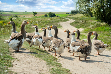 Geese walking on a path, countryside, a flock of domestic geese, from the back