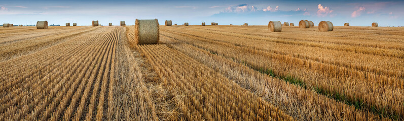 view of field with straw cylinders bales and lines after harvest - Powered by Adobe