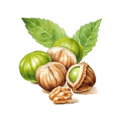 Green watercolor hazel nut with herb leaves on white background