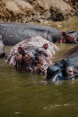 Group of Hippopotamus in Kazinga Channel in Queen Elizabeth National Park, Uganda, Albino...