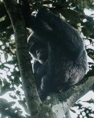 Chimpanzees in forest in Uganda