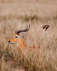 Impala in the grass