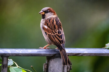 Sparrow on a metal balcony 