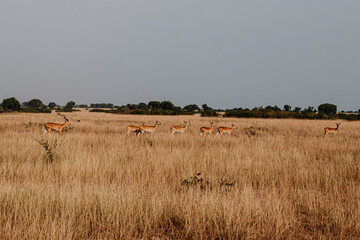 Impalas grazing in ugandan grasslands