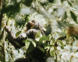 Chimpanzees in forest in Uganda