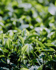 Obraz premium Lush green tea plantation path under Uganda's blue sky