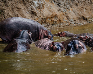 Group of Hippopotamus in Kazinga Channel in Queen Elizabeth National Park, Uganda,