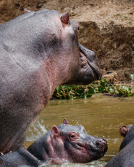 Hippopotamus in Kazinga Channel in Queen Elizabeth National Park, Uganda