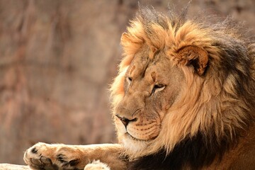 Close-up shot of a lion lying on a rocky surface in its natural habitat