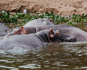 Hippopotamus in Kazinga Channel in Queen Elizabeth National Park, Uganda,